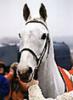 desert orchid