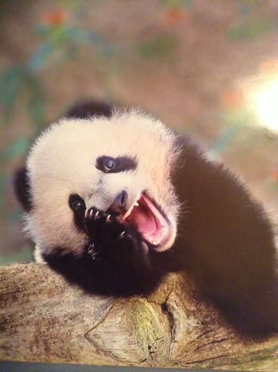 yawning panda.jpg