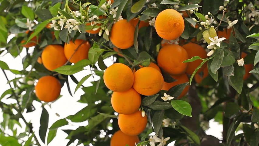 oranges.jpg.3a92ef890d673ebab8449a6670f51833.jpg