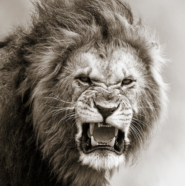 male-lion-i-masai-mara-kenya-regina-mueller.jpg