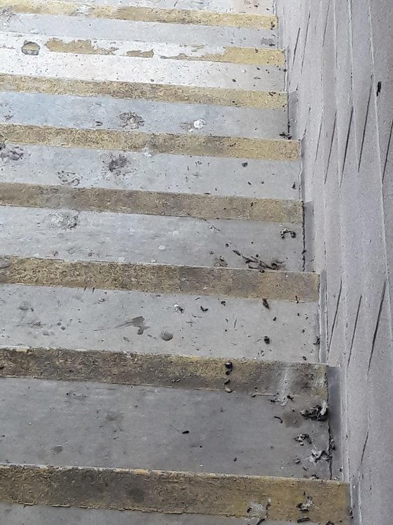 bird filthy stairs.jpg